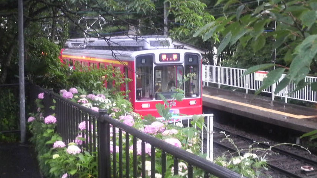 箱根登山鉄道沿線のアジサイ