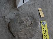 maaaya19̂킫sAiCgZ^[̓eʐ^5