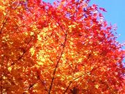 �z�b�Ƃ���񂳂�̐얓��k�J�̓��e�ʐ^2