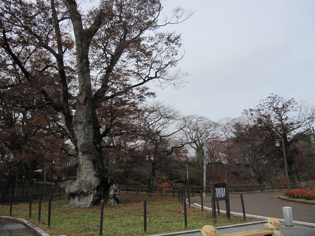 2015�N11���B�e�j
�u�I�q��Ձi�T��������j�v��P���L_�I�q��Ղ̍g�t