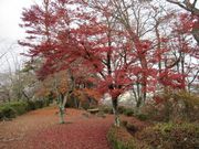 񂳂̒IqՂ̍gt̓eʐ^2