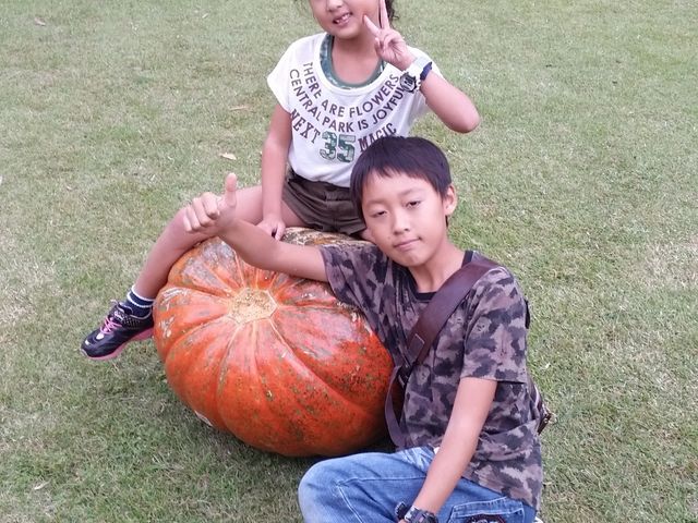初めてみたカボチャに、びっくり_夢の島公園