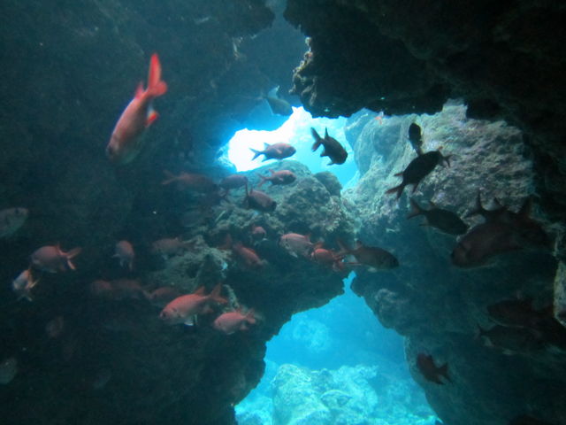 n`_gݐؐ墊C̗Vя@Ȃ䂭