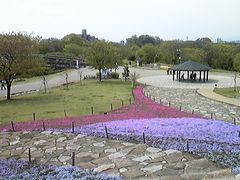 芝桜が綺麗です 神奈川県立相模三川公園の口コミ じゃらんnet