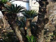 킵񂳂̏_̃\ec̓eʐ^1