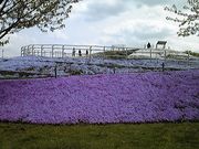 Ƃ񂳂̐_ސ쌧͎O̓eʐ^2