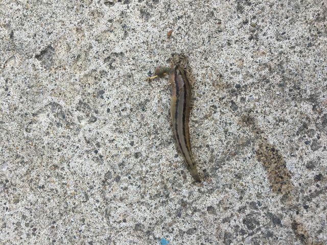 �n�[���ނ�܂���_�C�ނ�̌��������^���ފƁy�܂�ւ��V�ё��z�b��t�F�C�ӂ̏����Ȃ��h �܂�ւ����h