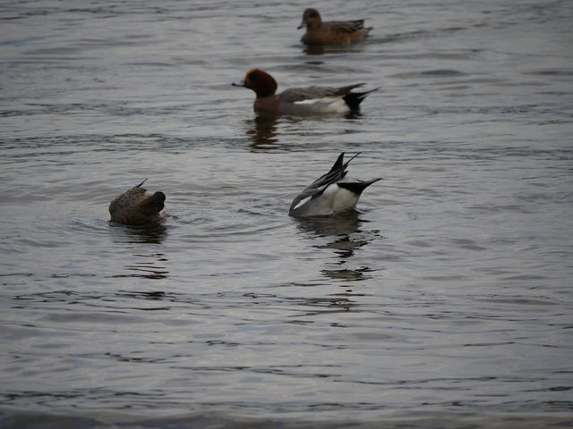 �x�ɑ��ߍ]����