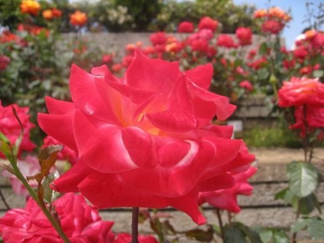 �o�������̃o��_�΂�����̂΂�