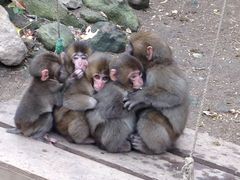 お猿さんぬくぬく_高崎山自然動物園