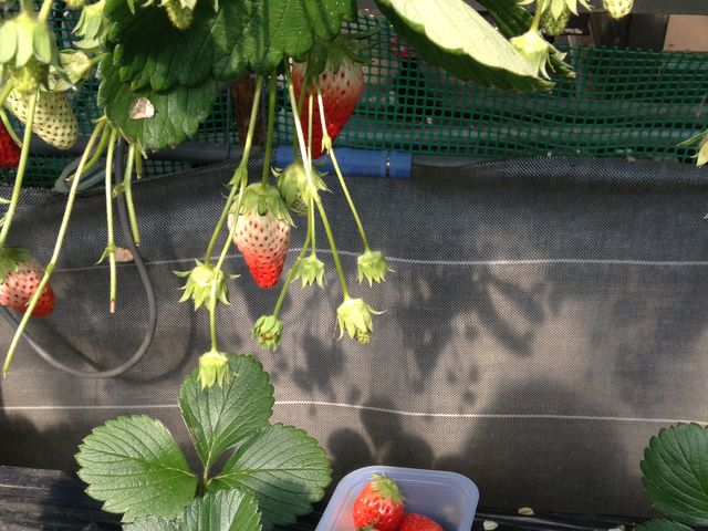 a small tray of sweetened condensed milk (t)_ǒ