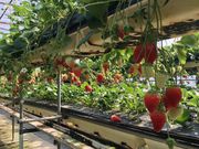 juneyjunêǒ̓eʐ^2