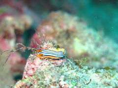 ~̃I[Vr[`Ⴝւ̓eʐ^1