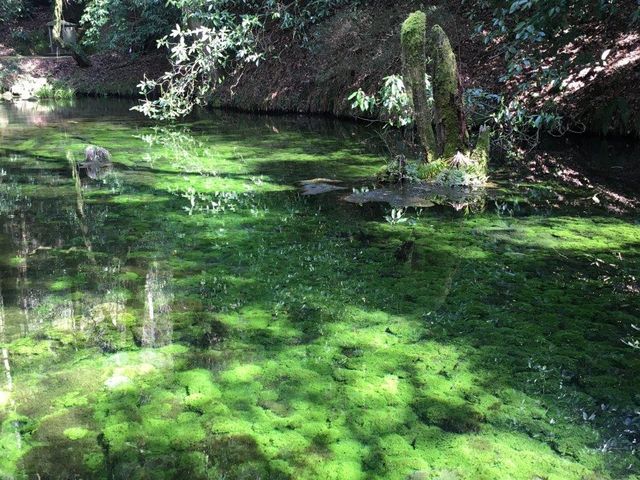 美しい緑色_池山水源