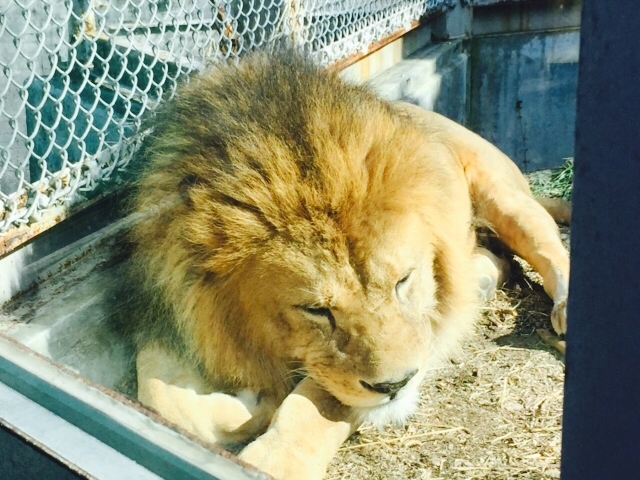 ���C�I�����ԋ߂ɏɎq�z���Ō����B���͂���I_���R���A����