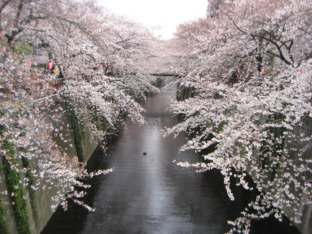 目黒川(桜並木)