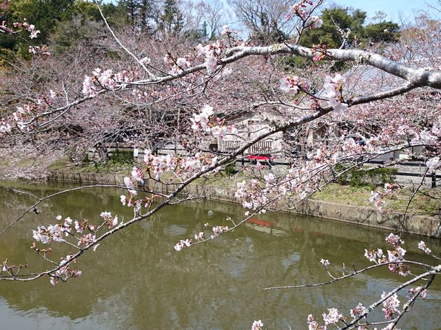 安房神社の桜安房神社の桜
