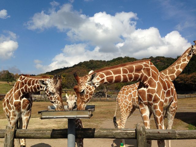 �H�g�䎩�R���������T�t�@�������h