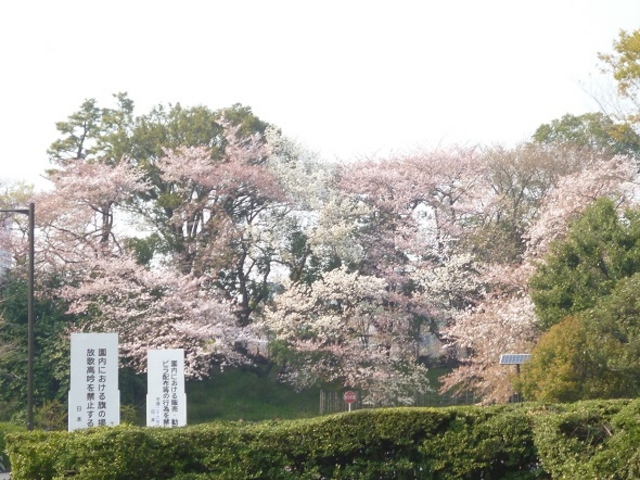 画像4：満開の桜に囲まれた第3駐車場_日本武道館