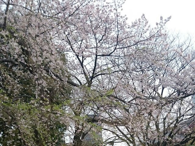 ���㎛ �����̍�_�Ō����y�ё��㎛�����̍�