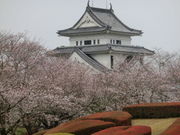 mimi����̓V�P������̍��̓��e�ʐ^1