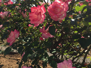 sN̌PuVՒnEcΒño̓eʐ^1