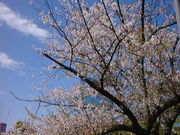 ݂ɂ񂳂̒r{厛̍̓eʐ^1