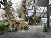 �\�t�g������̏���ɓ߉��_�Ђ̃C�`���E�̓��e�ʐ^1