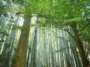 ͂Ȃ݂̕񍑎̒|т̓eʐ^2