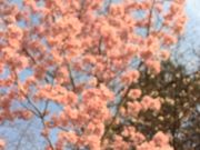 maimil����̑��Ð�Ւn����de���Ђ�΂̍��̓��e�ʐ^1