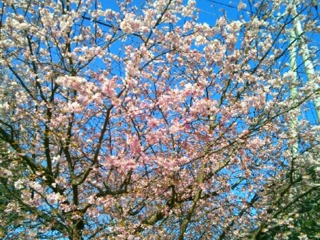 『伊豆高原の桜』。オオカンサクラ。_伊豆高原の桜並木