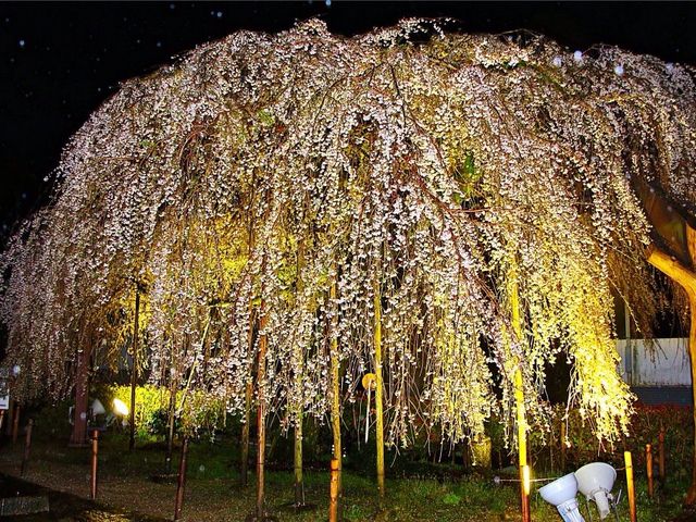 NPO��I�����{��̂ӂ邳�Ƒ�