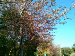 usaさんの伊豆高原の桜並木の投稿写真2