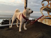 ӂ݂񂳂̖쓇铔̓eʐ^1