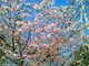 usaさんの伊豆高原の桜並木の投稿写真1