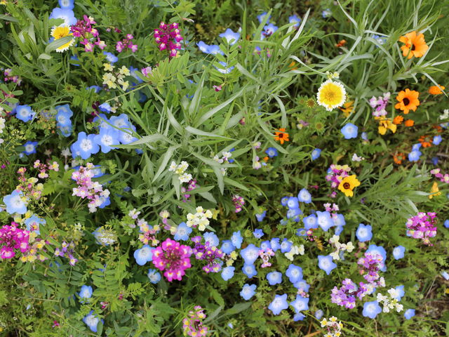 KAKO����̓c��ڂ��������Ԕ��̓��e�ʐ^1