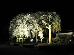 ちえちゃんさんの枝垂れ桜の投稿写真1