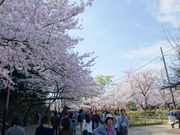 PC̘a̎R̍܂̓eʐ^2