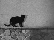 肿񂳂̐ẺeGEGEKXEIS[pق̓eʐ^1