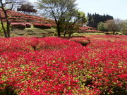 ��������񂳂�̒Ŕ��d�����̃c�c�W�̓��e�ʐ^1