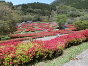 ��������񂳂�̒Ŕ��d�����̃c�c�W�̓��e�ʐ^2