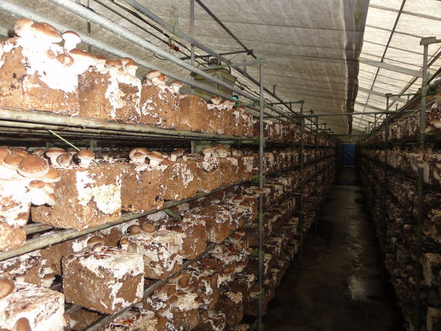 �n�E�X��_���q���̂���