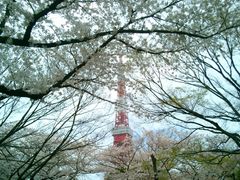 usaさんの芝公園及び増上寺境内の桜の投稿写真1