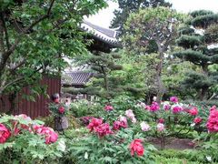 ナカオ書店バックヤード: 石光寺染寺絵葉書(ぼたんの名所中將姫