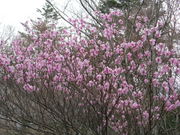 �s�[�X����̑�D�R�̃A�J���V�I�̓��e�ʐ^1