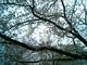 usaさんの芝公園及び増上寺境内の桜の投稿写真2