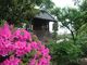 ぶんちゃんさんの石光寺の牡丹の投稿写真2