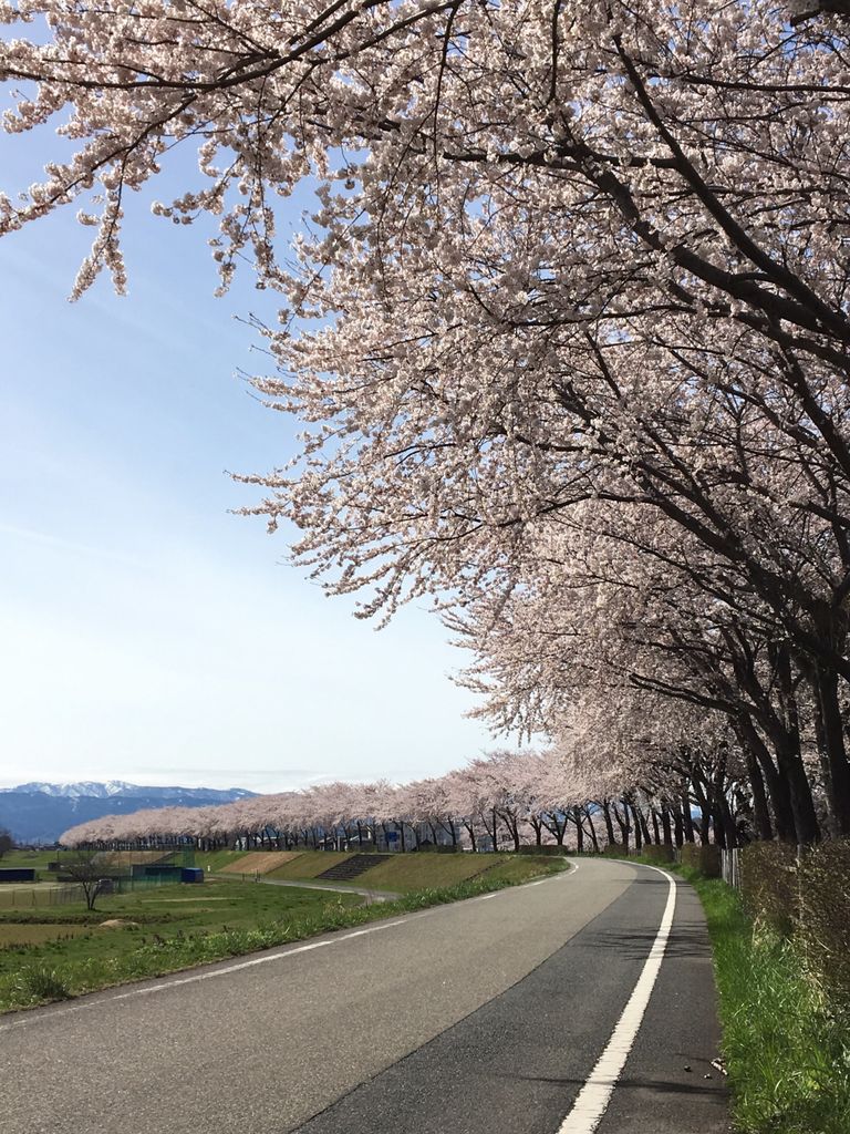 赤川の桜並木