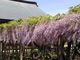 pinokoさんの妙福寺の藤の投稿写真2