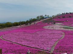 pinkさんの芝桜の丘への投稿写真1